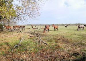 Őszi sütkérezés-legelészés a "Bora" gyepen.