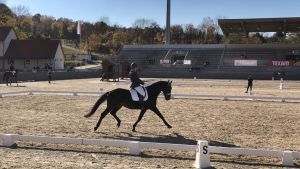 Bajnok avatással zárta az évet a Kéktói Ménes