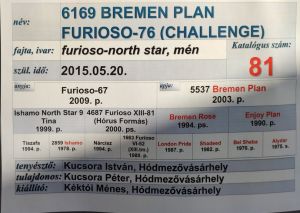 Kéktói ménes díjazott lovai...