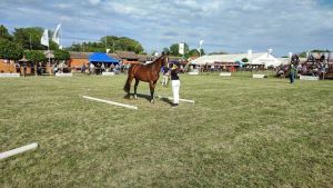 Kéktói ménes díjazott lovai...