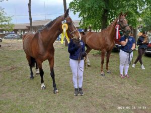 Kéktói ménes díjazott lovai...