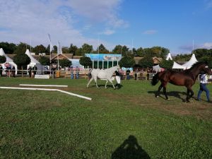 XXXVIII. Alföldi Állattenyésztési és Mezőgazda napok 2021.