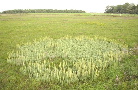 Bárány üröm (Artemisia pontica)