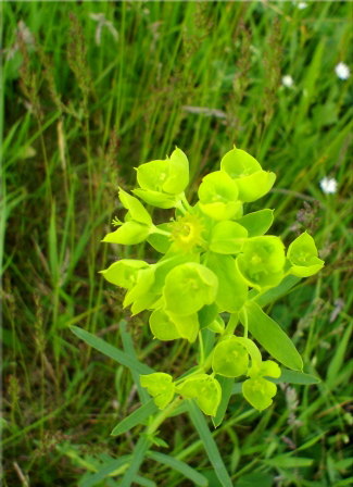 Vesszős kutyatej (Euphorbia esula subsp. Tommasiniana)