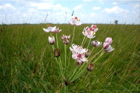 Virágkáka (Butomus umbellatus) 